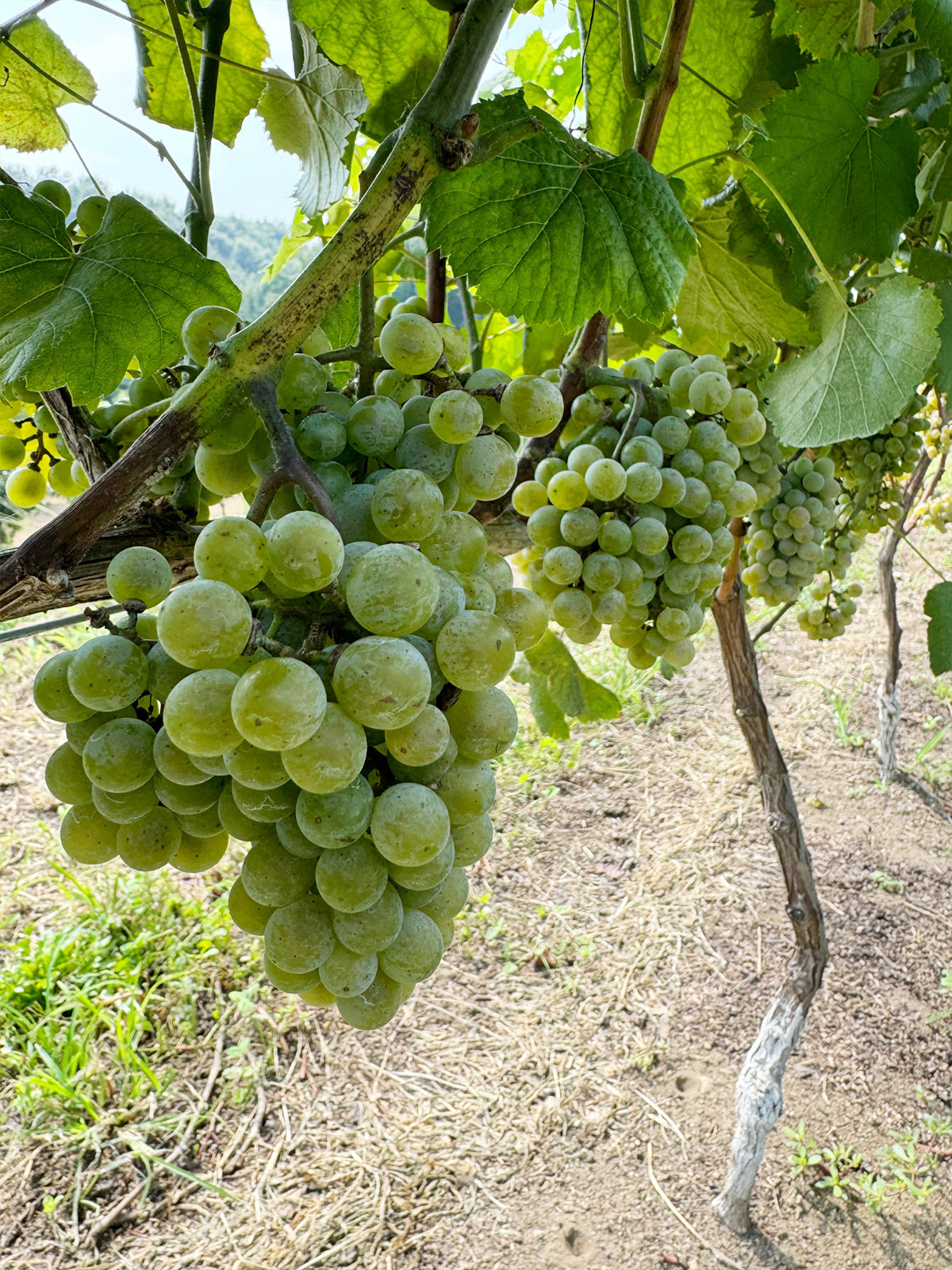 アルバリーニョ