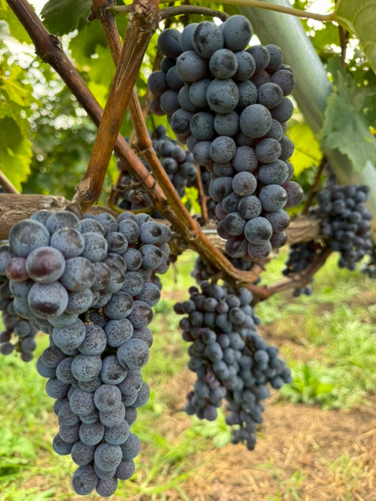 カベルネフラン